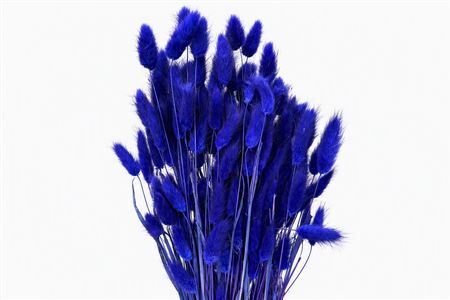Dried Lagurus Dark Lavender Bunch