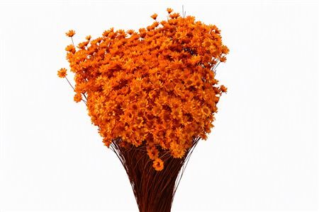 Dried Glixia Orange Bunch