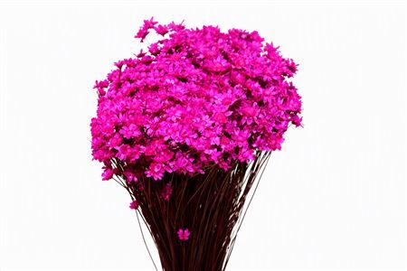 Dried Glixia Fuchsia Bunch