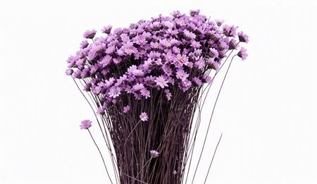 Dried Glixia Milka Bunch