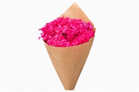 Pres Hydrangea Fuchsia Bunch