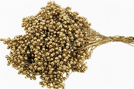 Schinus M Pt Gold Bunch