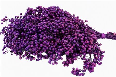 Schinus M Pt Purple Bunch