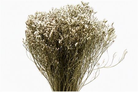 Dried Limonium Diamond White Bunch