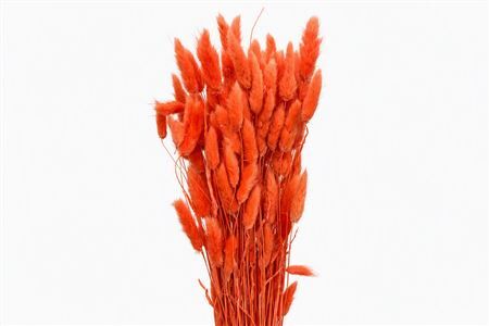 Dried Lagurus Orange Bunch