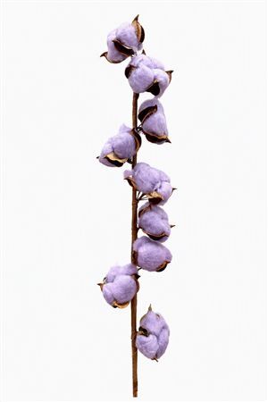 Dried Cotton Milka Stem 9 Balls