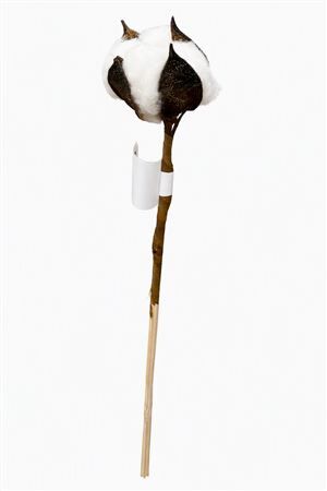 Dried Cotton On Stem 50cm White Single