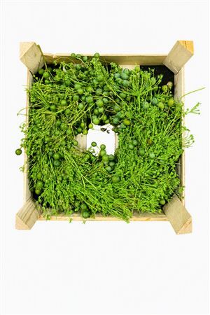 Wr Melia Mixed Green