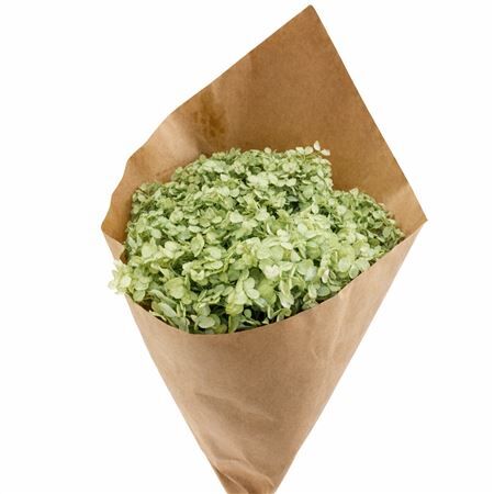 Pres Hydrangea Soft Green Bunch