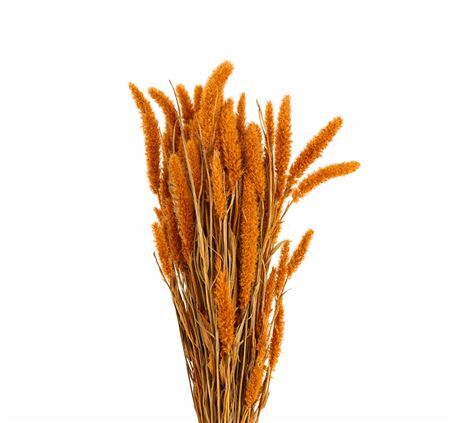 Dried Setaria X5 Frosted Salmon Bunch