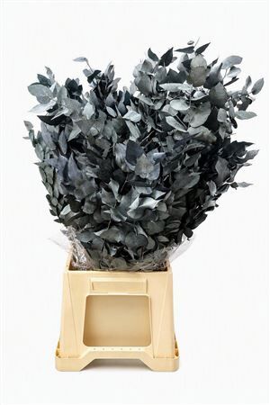Pres Euca Stuartiana Blue P Bunch