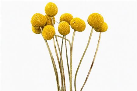 Dried Craspedia 10pc Bunch Slv