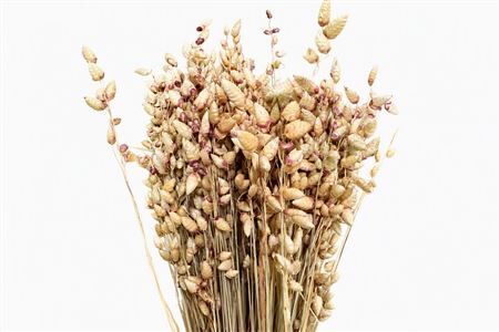 Dried Briza Maxima 100gr Natural Bunch