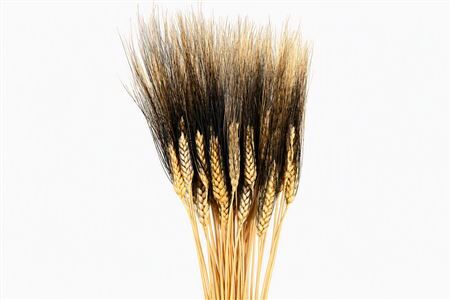 Dried Triticum Black Beard 200gr Bunch
