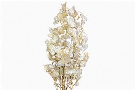 Dried Lunaria Nat Bleached Super 10st Bunch