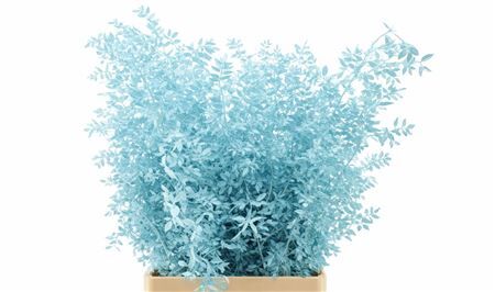 Pres Ruscus L. Blue P Stem