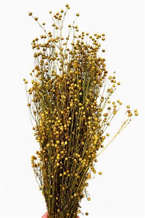 Dried Lino Vlas X5 Naturel Bunch