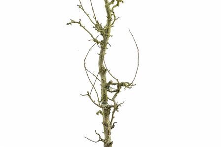 Perenhout Large 200cm Pst