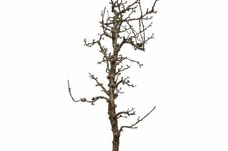 Perenboom Stam Extra Large 200cm Pst