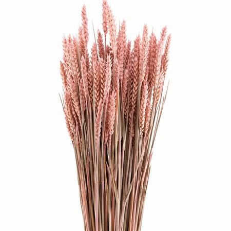Dried Triticum X5 Frosted Pink Bunch