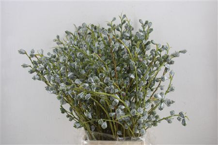 Euca Boule 300gram P Bunch