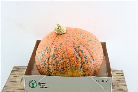 Sier Cuc P Hubbert Orange X1