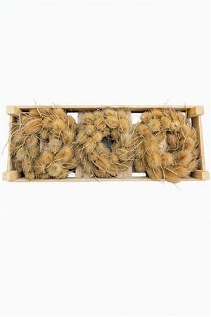 Wr Thistle Natural 20cm
