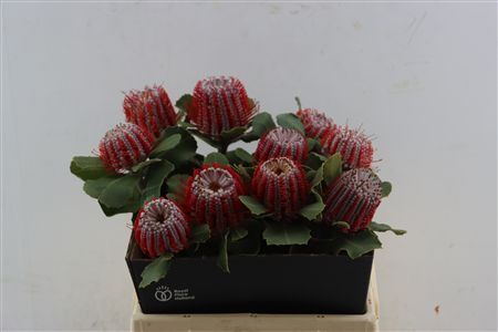 Banksia Coccinea