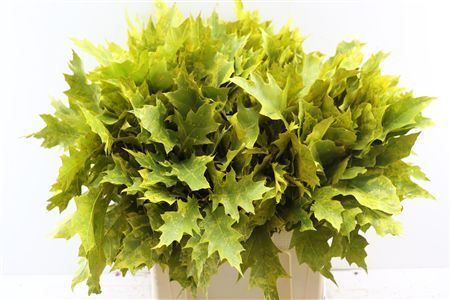 Quercus Rubra Fr Yellow