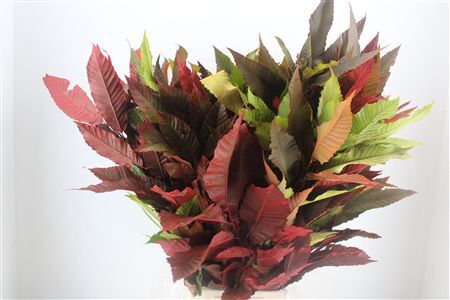 Kastanje Blad Herfst Pbs