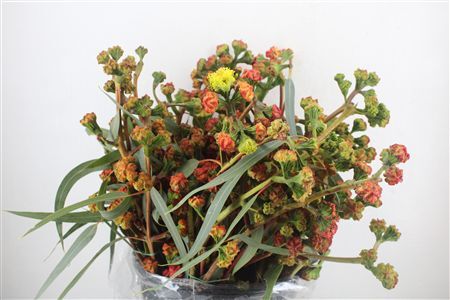 Euca Cardinale P Bunch