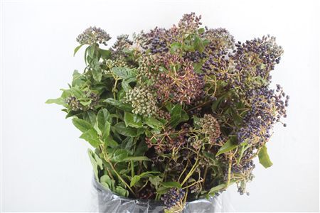 Vib Berry Blue P Bunch