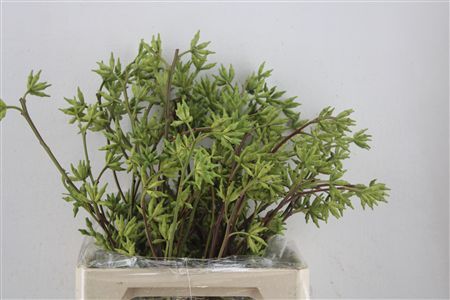Euca Robusta Berry Green 500gr P Bunch