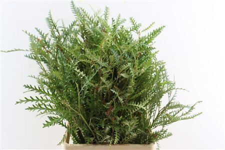 Grevillea Ivanhoe 80cm
