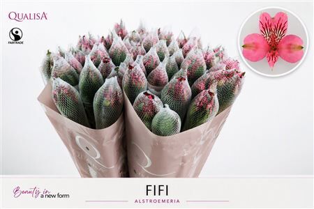 Alstr Intenz Pink Ec