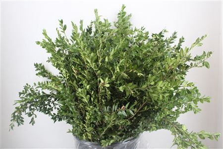 Buxus Green P Bunch