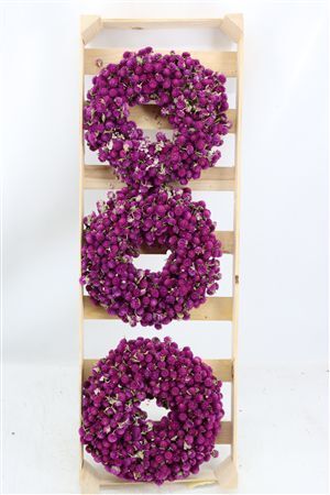 Wr Dried Gomphrena Hot Pink 30cm