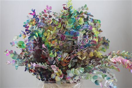 Euca Cinerea Picasso 200gr P Bunch