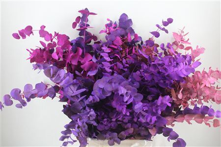 Euca Cinerea Mix Pink P Bunch
