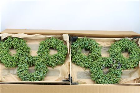 Wr Sierfruit Juniperus Green 20cm