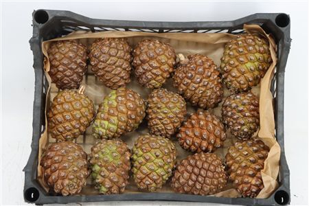 Pinea Groot X15 Crate