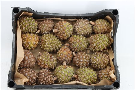 Pinea Groot X20 Crate
