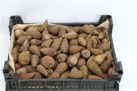 Pinea Mini Naturel X125 Crate