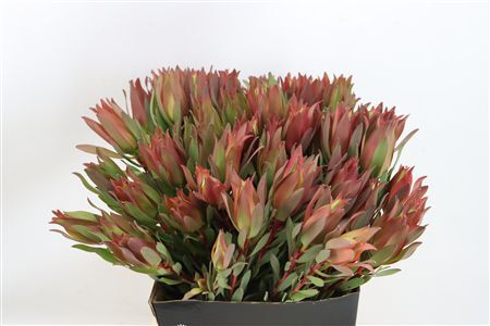 Leucad High Light 50cm