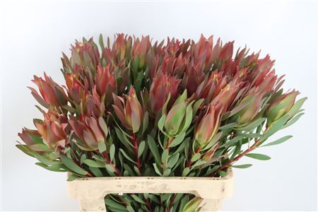 Leucad High Light 60cm