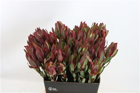 Leucad Senorita 50cm
