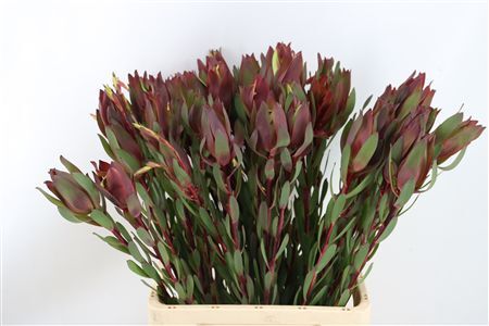 Leucad Senorita 70 Cm