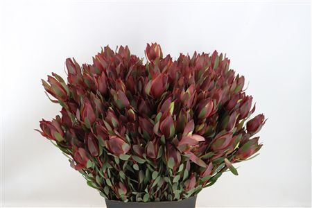 Leucad Senorita Spray 60cm