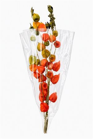 Dried Physalis Orange Nat Bunch Slv