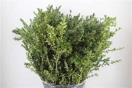 Buxus Green P Bunch